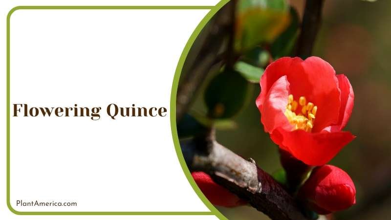 Elegant Quince Blossoms Plant America