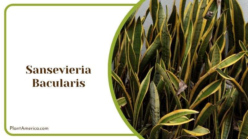 Elegant Sansevieria Bacularis Plants PlantAmerica