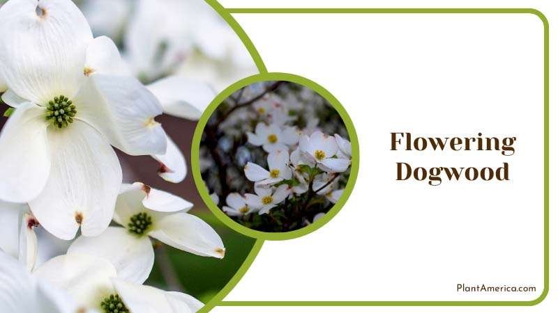 Elegant Spring Blossom of Flowering Dogwood Tree Plant America