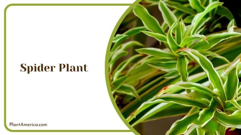 Elegant and Easy to Grow Spider Plant Plant America