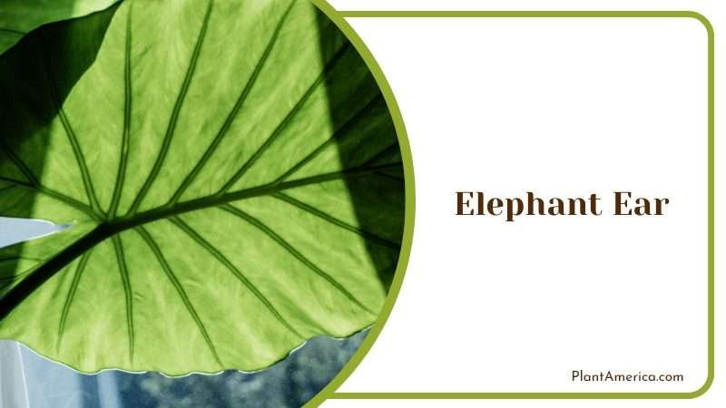 Elephant Ear Huge Leaves Plant America