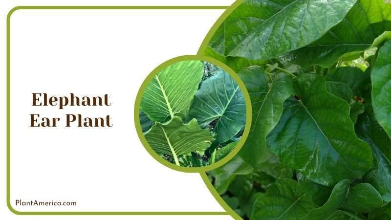 Elephant Ear Plant 1 PlantAmerica Elephant Ear Plant PlantAmerica