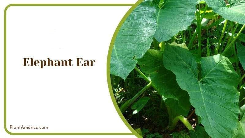 Elephant Ear Plant Plant America