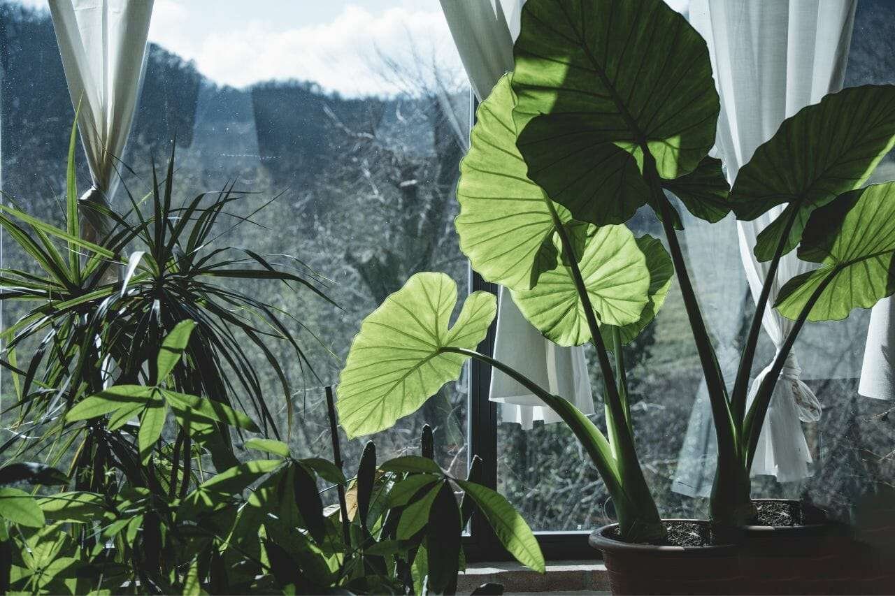 Elephant Ears Plant America