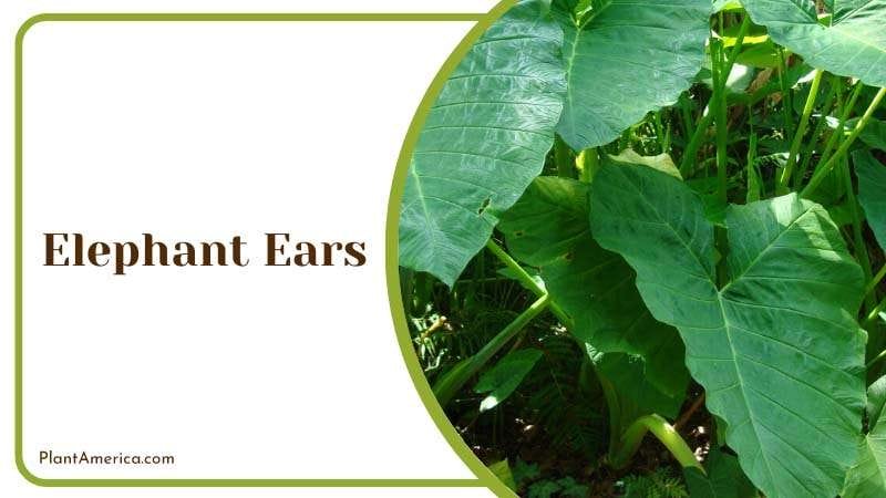 Elephant Ears mouth irritation to squirrels PlantAmerica