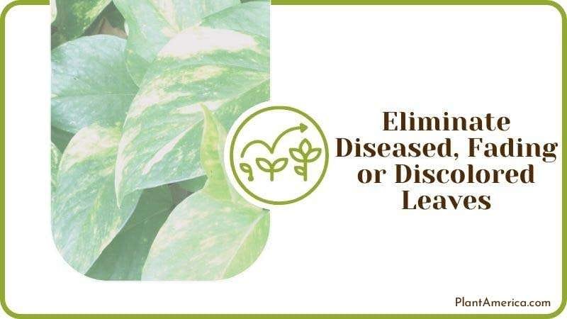 Eliminate Diseased Fading or Discolored Leaves PlantAmerica Eliminate Diseased Fading or Discolored Leaves PlantAmerica