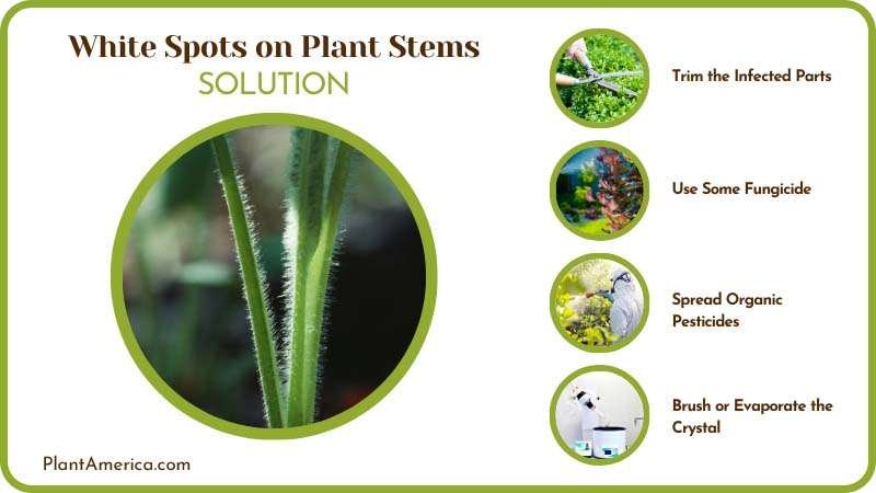 Eliminate The White Spots of Stems on the Plants Plant America