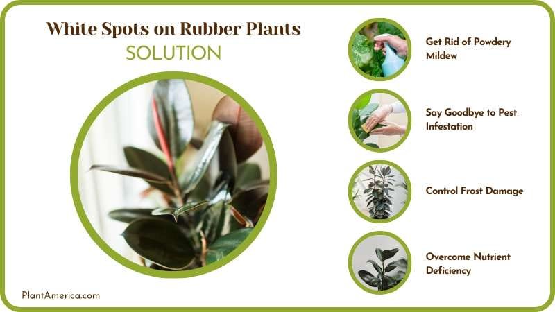 Eliminate White Spots on Rubber Plants Plant America Eliminate White Spots on Rubber Plants Plant America
