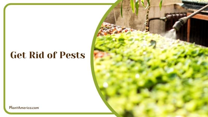 Eliminating Pests from Indoor Plants Plant America
