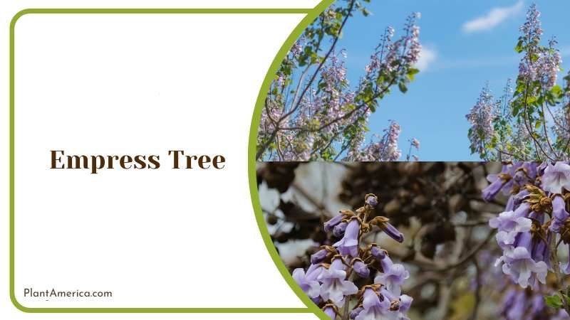 Empress Tree in Garden Plant America