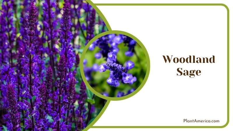 Enchanting Aroma of Woodland Sage Plant America