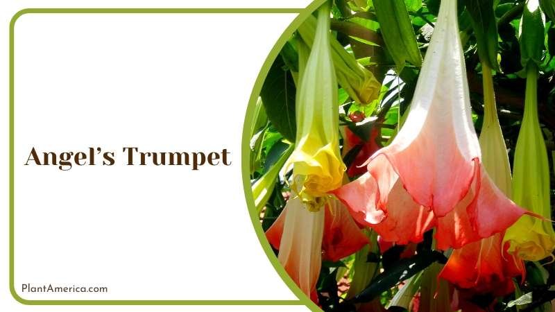 Enchanting Beauty of Angels Trumpet Plant America