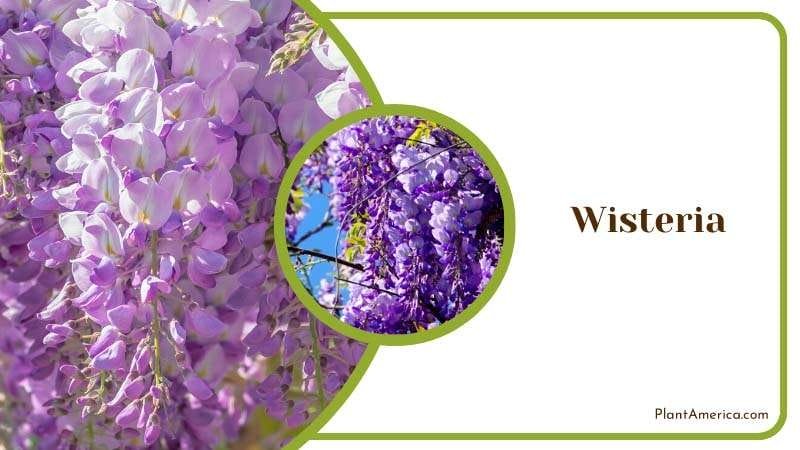 Enchanting Blooms of Wisteria Plant America
