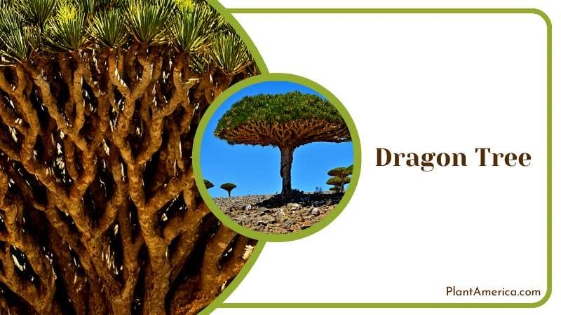 Enchanting Dragon Tree Plant America