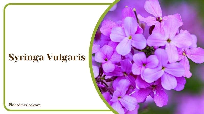 Enchanting Fragrance of Syringa Vulgaris Plant America Enchanting Fragrance of Syringa Vulgaris Plant America