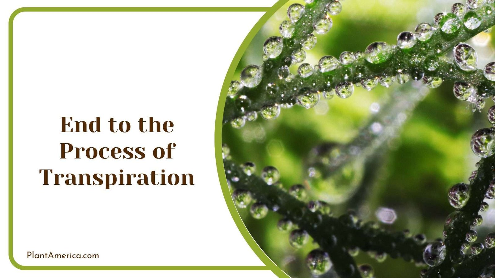 End to the Process of Transpiration Plant America End to the Process of Transpiration Plant America