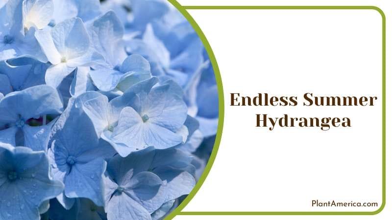 Endless Summer Hydrangea Plant America Endless Summer Hydrangea Plant America