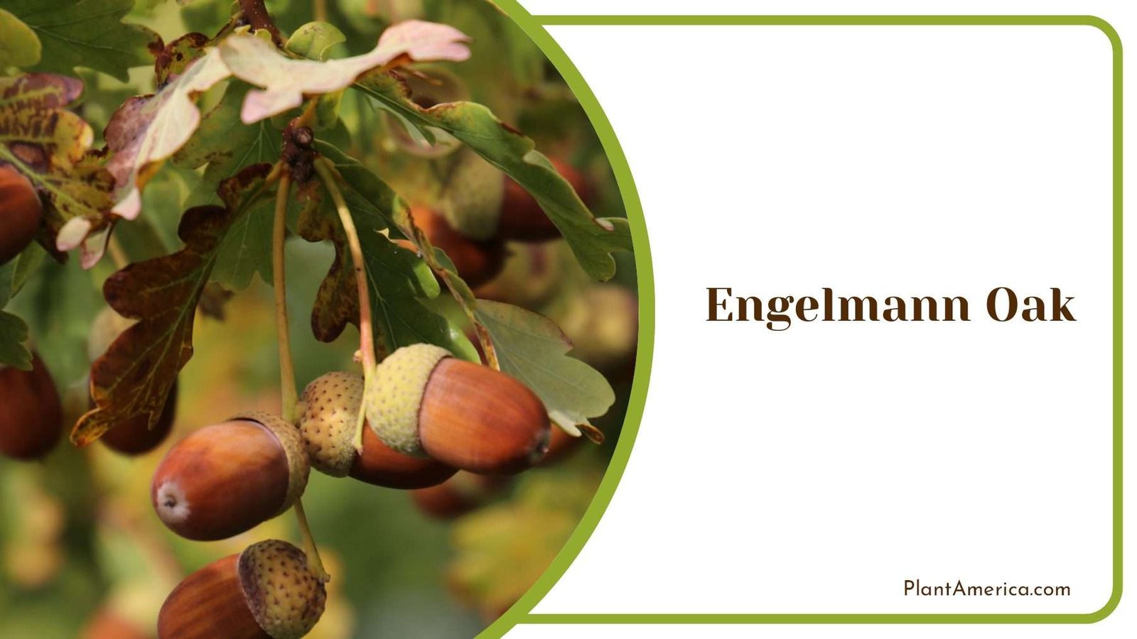 Engelmann Oak Branch Plant America