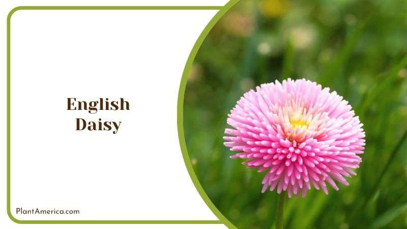English Daisy Plant America