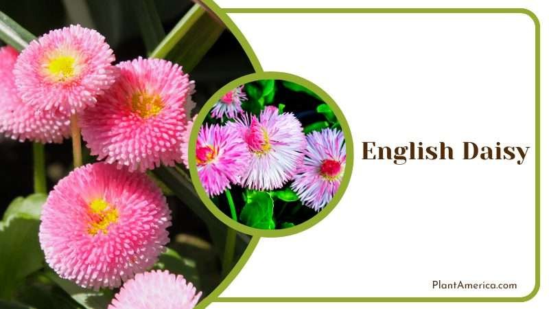 English Daisy Wildflower Plant America