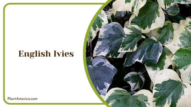 English Ivies Plants Growing on a Wall Plant America