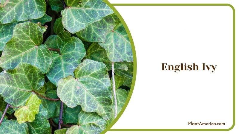 English Ivy Evergreen Foliage Plant America English Ivy Evergreen Foliage Plant America