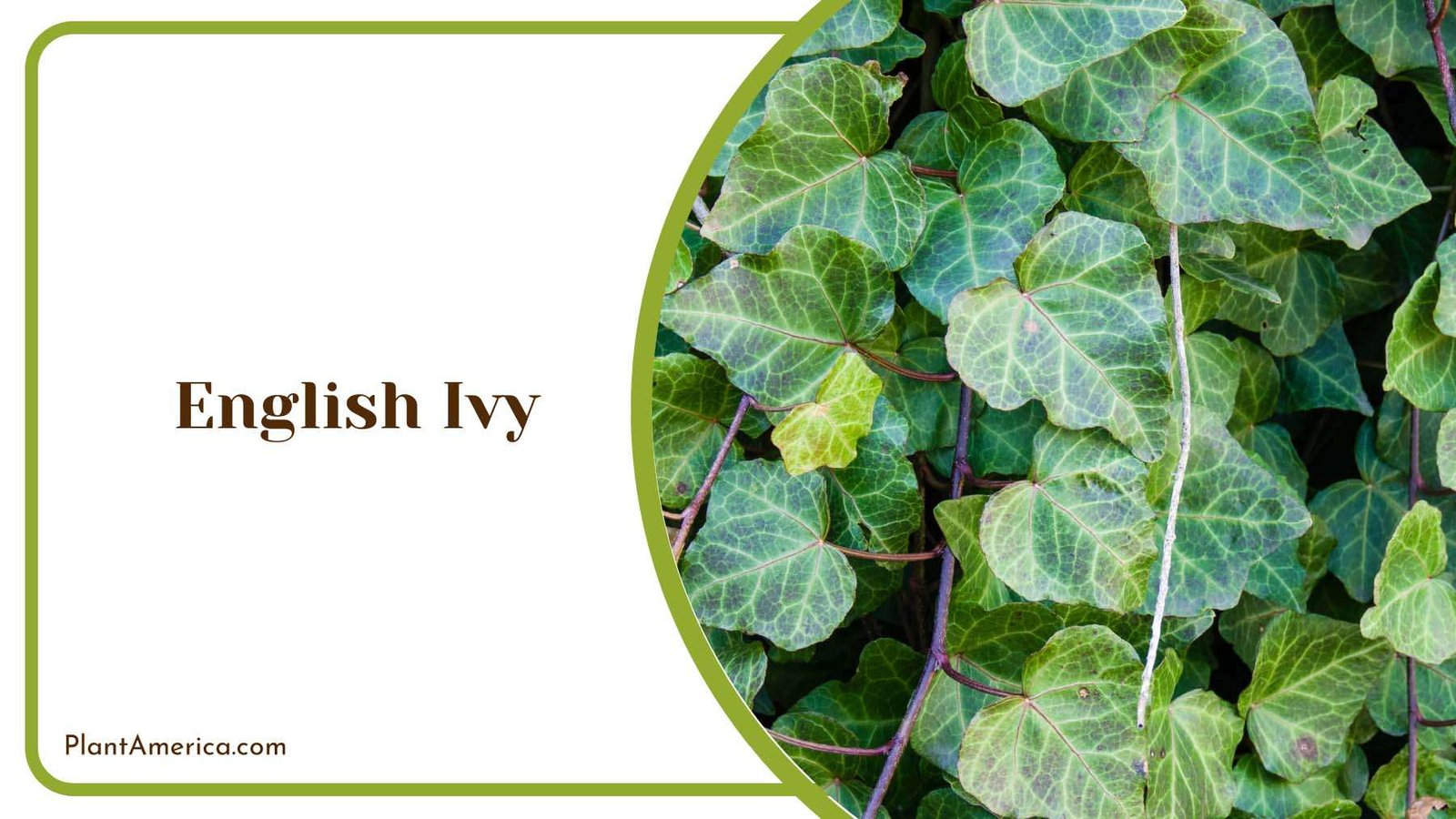 English Ivy On Wall In Backyard Plant America