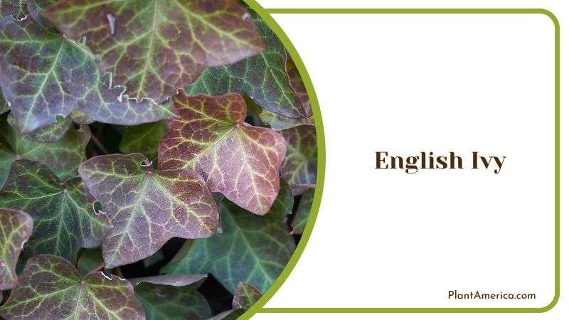English Ivy Plant America 1