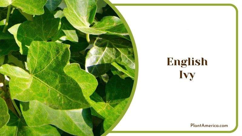 English Ivy Plant America