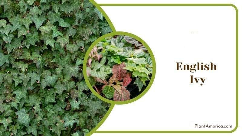 English Ivy Plants Similar to Pothos Plant America English Ivy Plants Similar to Pothos Plant America