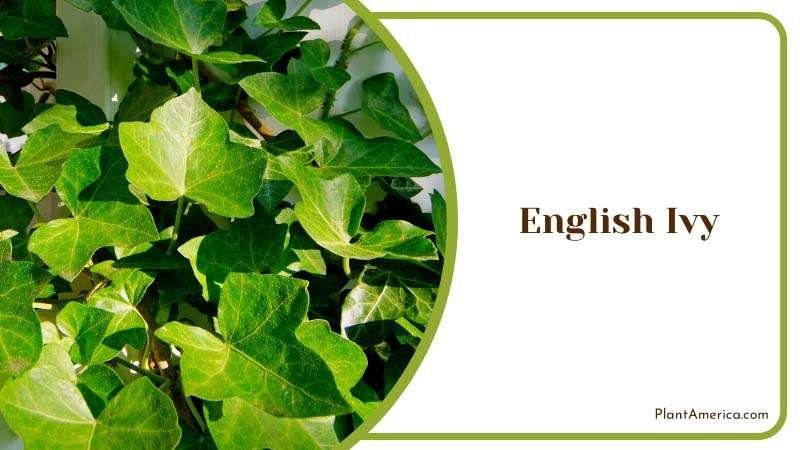 English Ivy Plants in Home Plant America