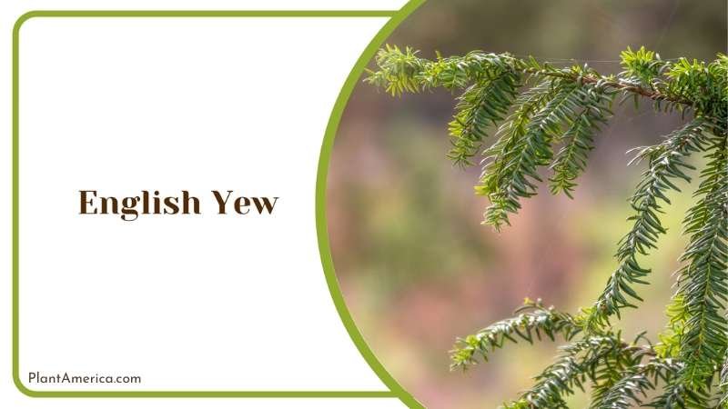 English Yew Branch Plant America