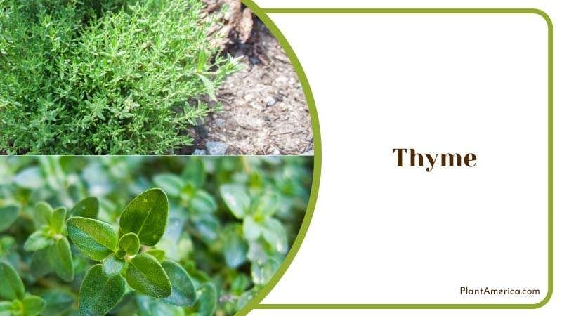 English thyme in Garden PlantAmerica