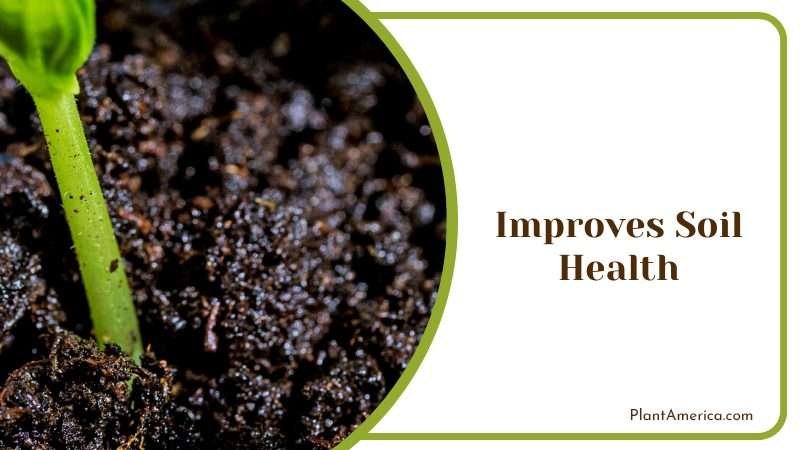 Enhancing Soil Health with Pasta Water Plant America