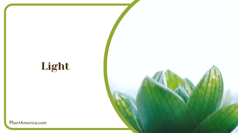 Enough Light for the Plant Plant America