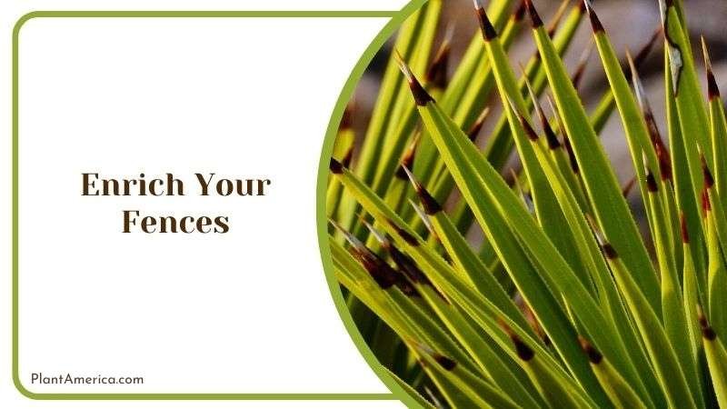 Enrich Your Fences Plant America