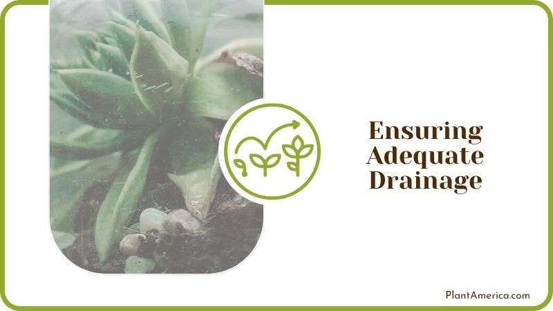 Ensuring Adequate Drainage PlantAmerica