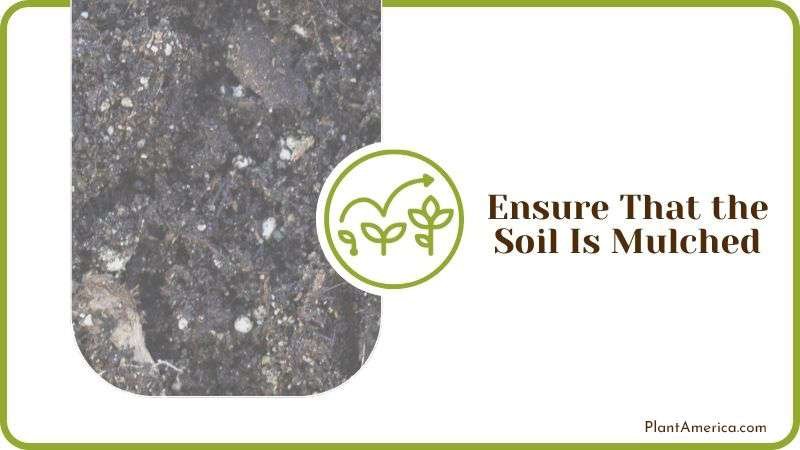 Ensuring the Soil Is Mulched Plant America