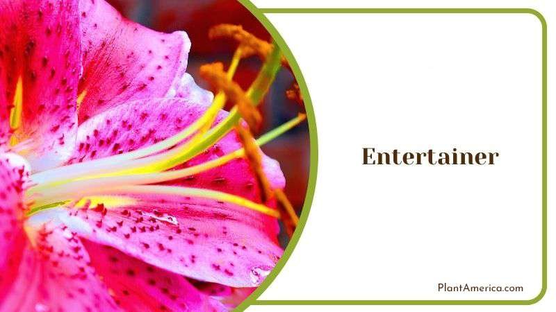 Entertainer Plant America
