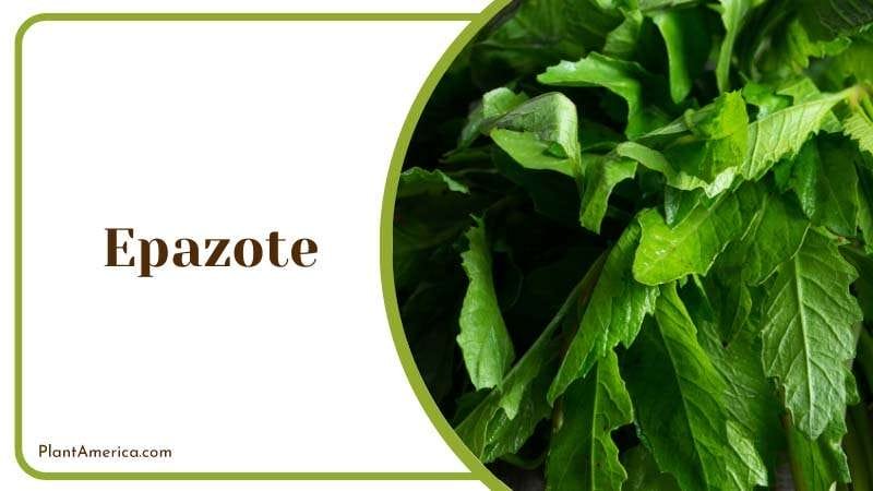 Epazote has skunk like smell PlantAmerica