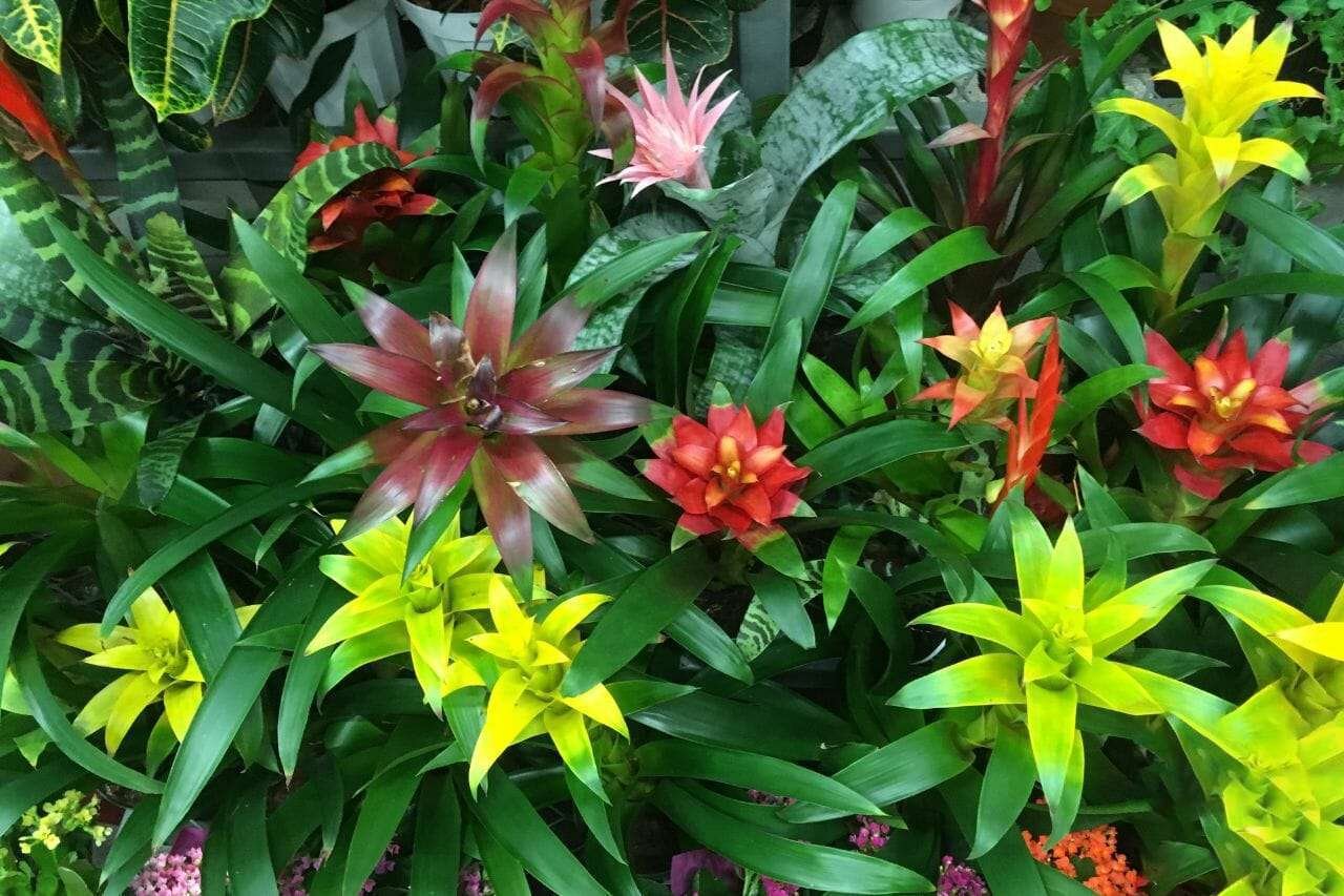 Epiphytic bromeliad Plant America Epiphytic bromeliad Plant America