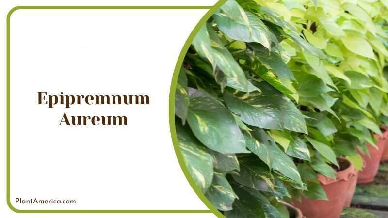 Epipremnum Aureum PlantAmerica