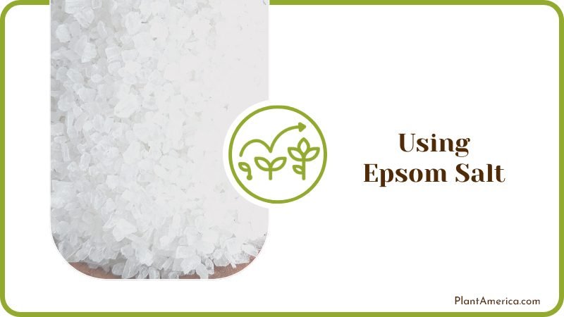 Epsom Salt to Lower the P H of Water for Plants Plant America
