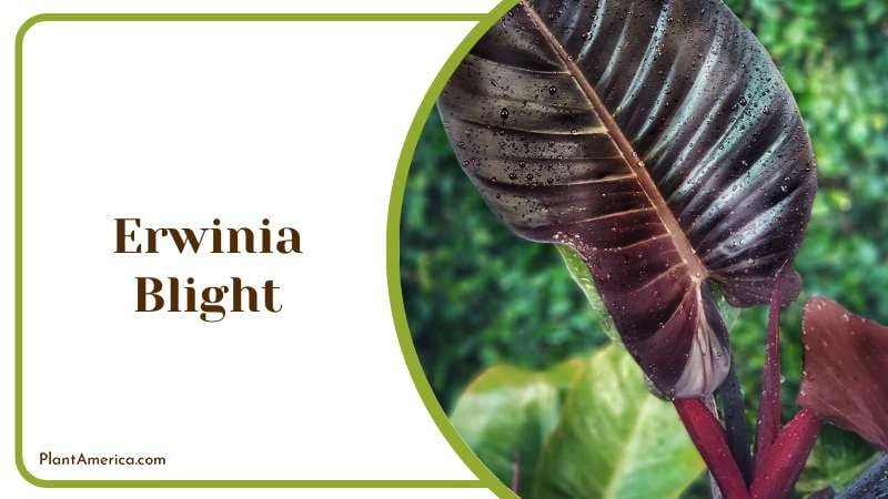 Erwinia Blight Problem Plant America