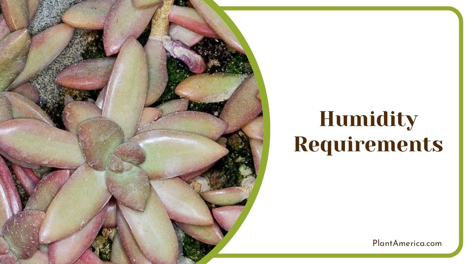 Essential Humidity for Sedum Nussbaumerianum Plant America Essential Humidity for Sedum Nussbaumerianum Plant America