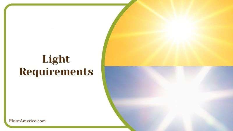 Essential Light for Roses Plant America