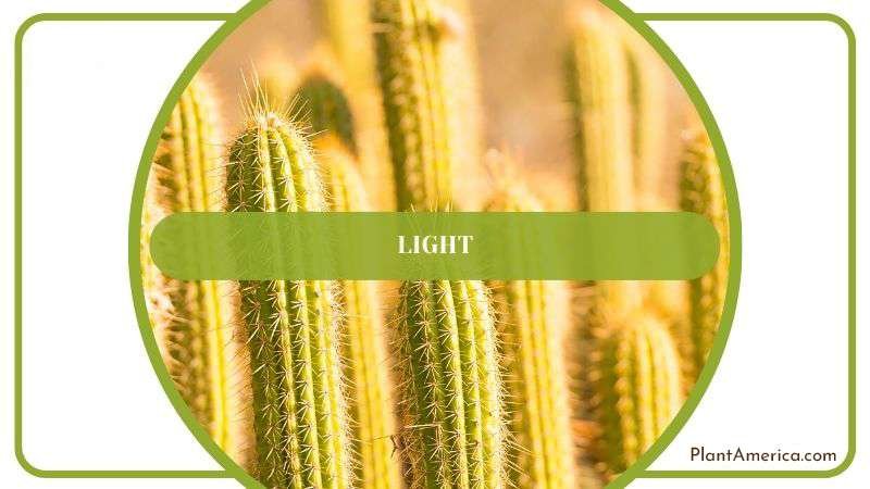 Essential Light of Cereus Plant Plant America