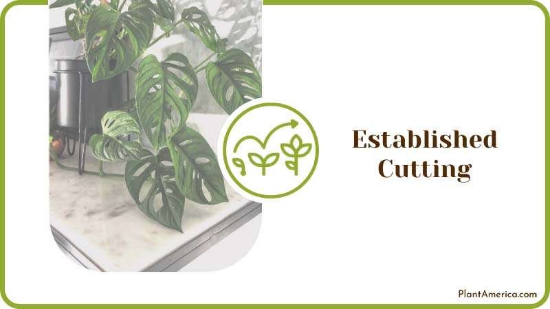How to Content IMAGE Established Cutting