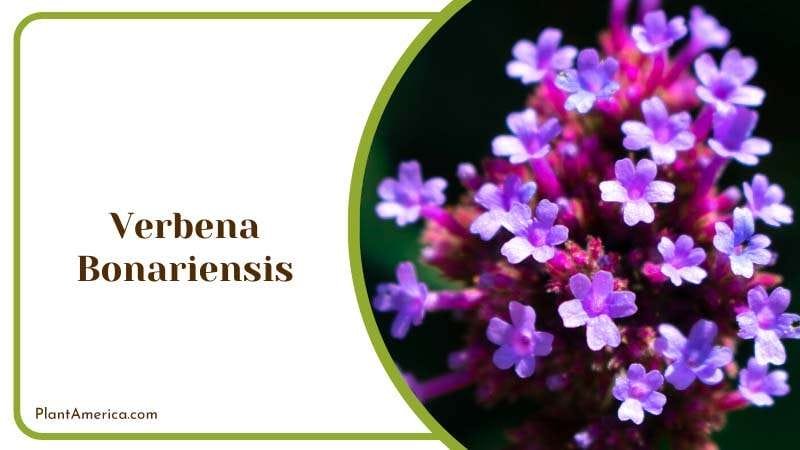 Ethereal Beauty of Verbena Bonariensis Plant America Ethereal Beauty of Verbena Bonariensis Plant America