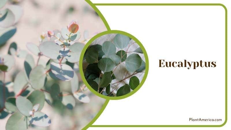 Eucalyptus Branches in Garden PlantAmerica
